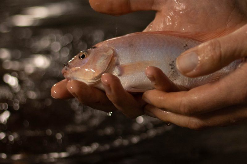 Tilapia, gekweekt door Pascal De Bondt - foto: Arno Meijnen