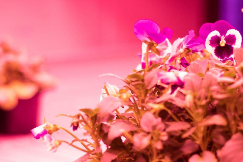 Viooltjes onder rode en blauwe ledverlichting - foto: Arno Meijnen